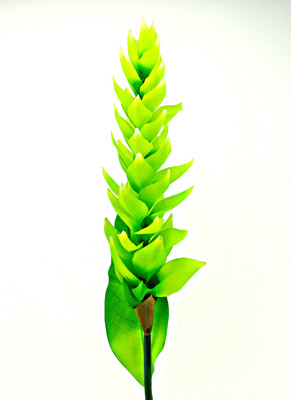 

Importwala Green Wild Flower Artificial Flower(38 inch, Pack of 1)