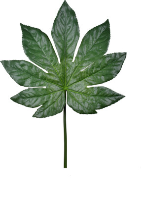 

Importwala Green Assorted Artificial Flower(31.4 inch, Pack of 1)