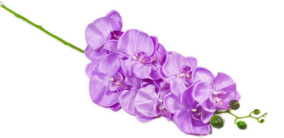 

Importwala Purple Orchids Artificial Flower(42 inch, Pack of 1)