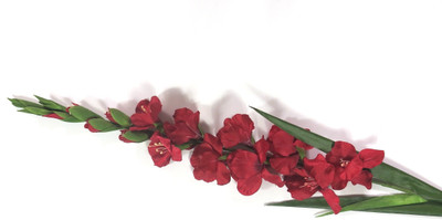 

Importwala Red Assorted Artificial Flower(44 inch, Pack of 1)