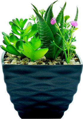 

Importwala Green, Black Assorted Artificial Flower with Pot(6 inch, Pack of 1)