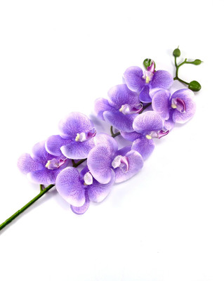 

Importwala Purple Orchids Artificial Flower(40 inch, Pack of 1)