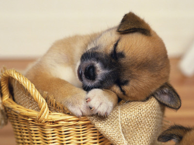 

cute dog poster Paper Print(12 inch X 18 inch)