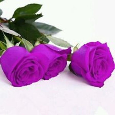 

ROSEMERC Rose Seed(20 per packet)