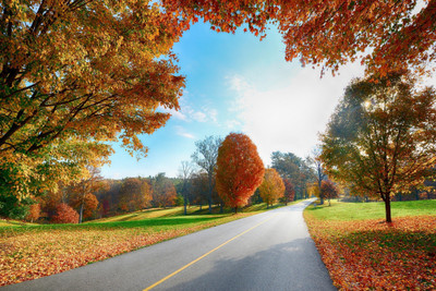 Asmi Collections 90 cm Beautiful Colorful Trees and Falling Leaves Removable Sticker(Pack of 1)
