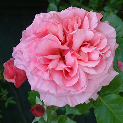 

Rainbow Spring Seeds Rose Seed(50 per packet)