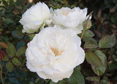 

Rainbow Spring Seeds Rose Seed(50 per packet)