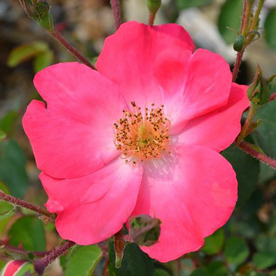 

Rainbow Spring Seeds Rose Seed(50 per packet)