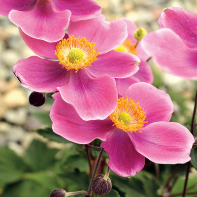 

Rainbow Spring Seeds Rose Seed(50 per packet)