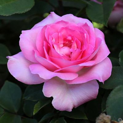 

Rainbow Spring Seeds Rose Seed(50 per packet)