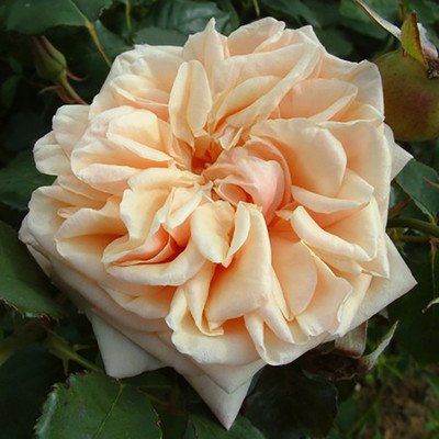 

Rainbow Spring Seeds Rose Seed(50 per packet)