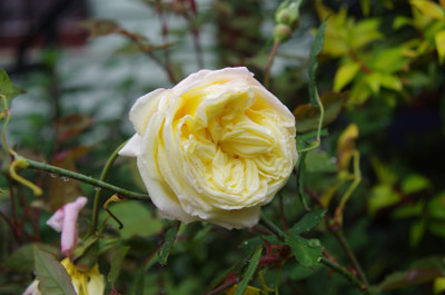 

Rainbow Spring Seeds Rose Seed(50 per packet)