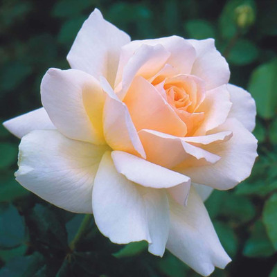 

Rainbow Spring Seeds Rose Seed(50 per packet)