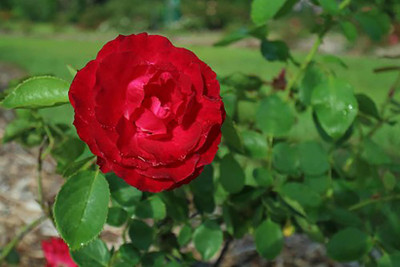 

Rainbow Spring Seeds Rose Seed(50 per packet)