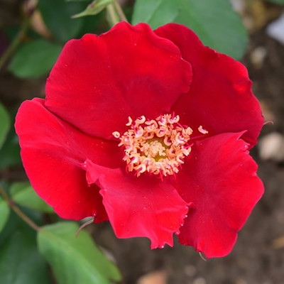 

Rainbow Spring Seeds Rose Seed(50 per packet)