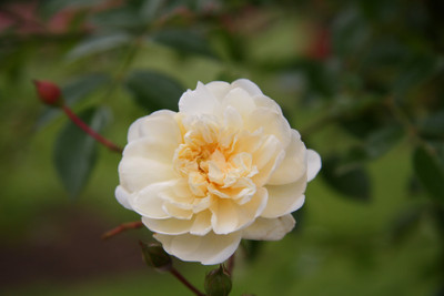 

Rainbow Spring Seeds Rose Seed(50 per packet)