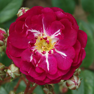 

Rainbow Spring Seeds Rose Seed(50 per packet)