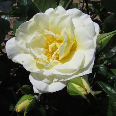 

Rainbow Spring Seeds Rose Seed(50 per packet)