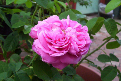 

Rainbow Spring Seeds Rose Seed(50 per packet)