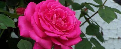 

Rainbow Spring Seeds Rose Seed(50 per packet)