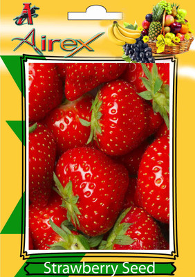 

Airex Strawberry Fruit Seeds (pack of 25 seeds per packet) Seed(25 per packet)