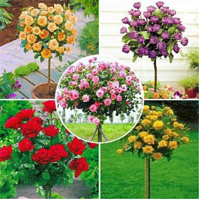 SENECIO™ Rose Seed(15 per packet)