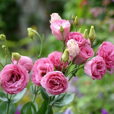 

SENECIO™ Eustoma Seed(12 per packet)