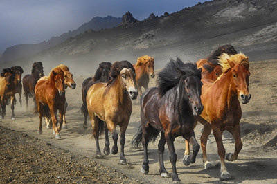 

poster of horses run Fine Art Print(18 inch X 12 inch, Rolled)