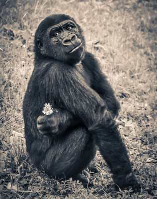 

poster of gorilla in special mood Fine Art Print(10 inch X 8 inch, Rolled)