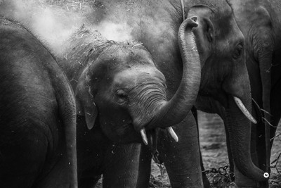 

poster of saddy elephants Fine Art Print(12 inch X 18 inch, Rolled)
