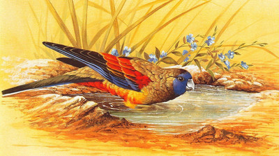 

Cute bird painting poster wide ON FINE ART PAPER HD WALLPAPER POSTER Fine Art Print(19 inch X 13 inch, Rolled)