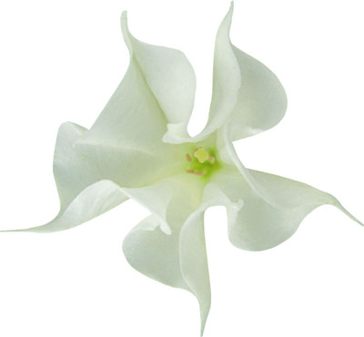 Futaba White Datura Seeds Seed(10 per packet)