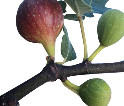 Futaba Dwarf Red Fig Seed(15 per packet)