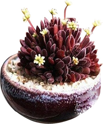 

Futaba Succulent midge dream of razor seeds Seed(40 per packet)