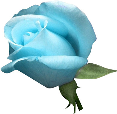 

Futaba Rose Seed(100 per packet)