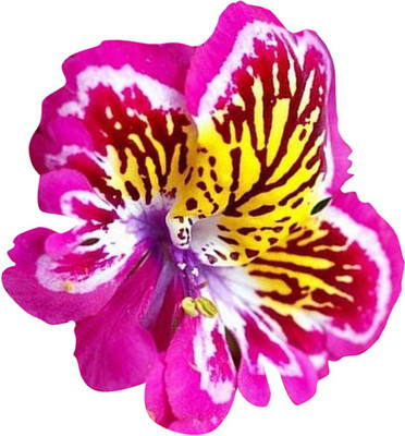 Futaba Butterfly Pink and Yellow Dwarf Flower Seed(40 per packet)