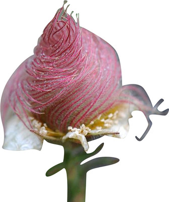 

Futaba Prairie Smoke seeds Seed(40 per packet)