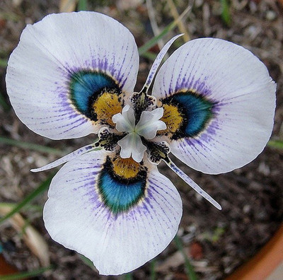 Futaba Moraea iridioides flower seeds Seed(40 per packet)