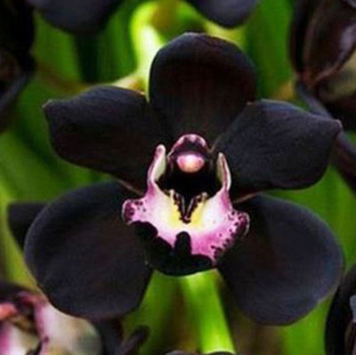 

Futaba Unique Black Cymbidium Flower Seeds Seed(40 per packet)