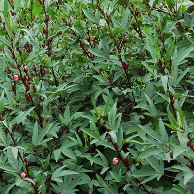 syed garden pulicha keerai Seed(100 per packet)