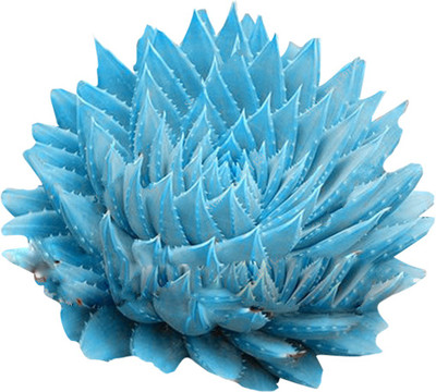

Futaba Succulent Seed(50 per packet)