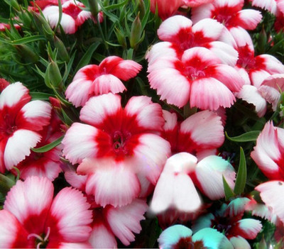 Futaba Dianthus Seed(100 per packet)