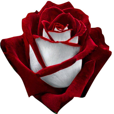 Futaba Osiria Ruby Seed(100 per packet)