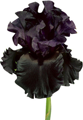 Futaba Iris Seed(50 per packet)
