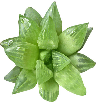 Futaba cymbiformis Seed(100 per packet)