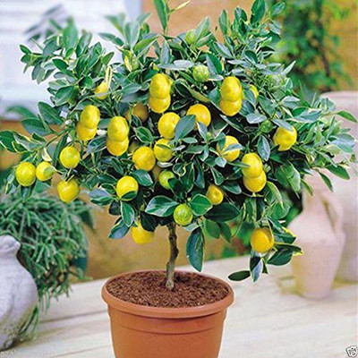 M-Tech Gardens Lemon Seed(10 per packet)