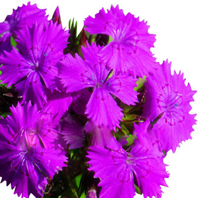 

Futaba Dianthus Spooky Seed(100 per packet)