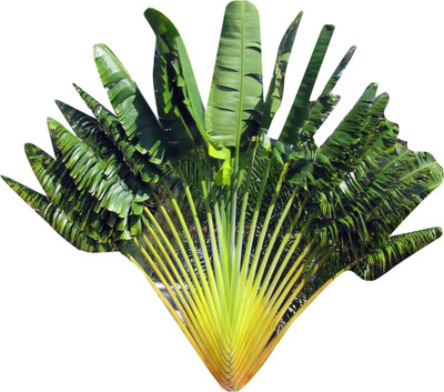 Futaba Ravenala Seed(10 per packet)