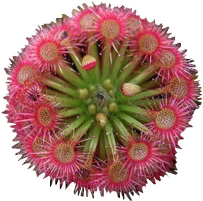 

Futaba Sundew Seed(20 per packet)