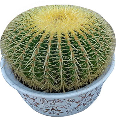 Futaba Echinocactus Seed(30 per packet)